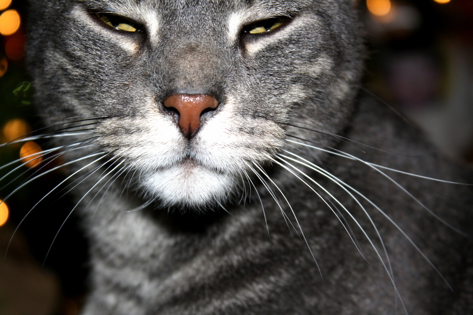 Darwin Is Very Satisfied