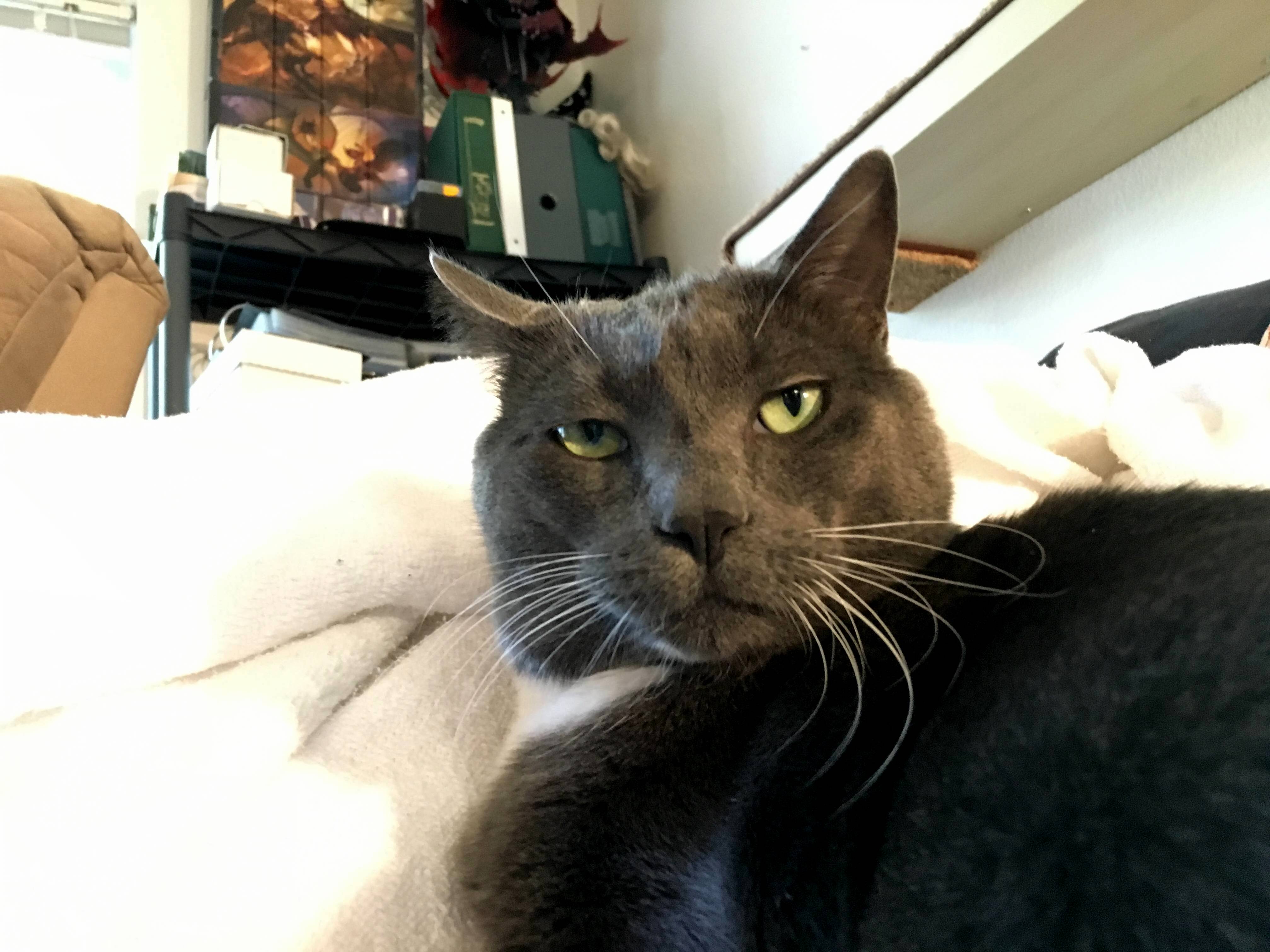 Daxter Master of the Resting Btch Face.