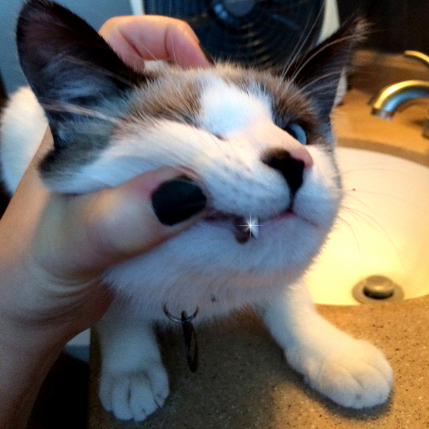 Dexter Got His Teeth Brushed