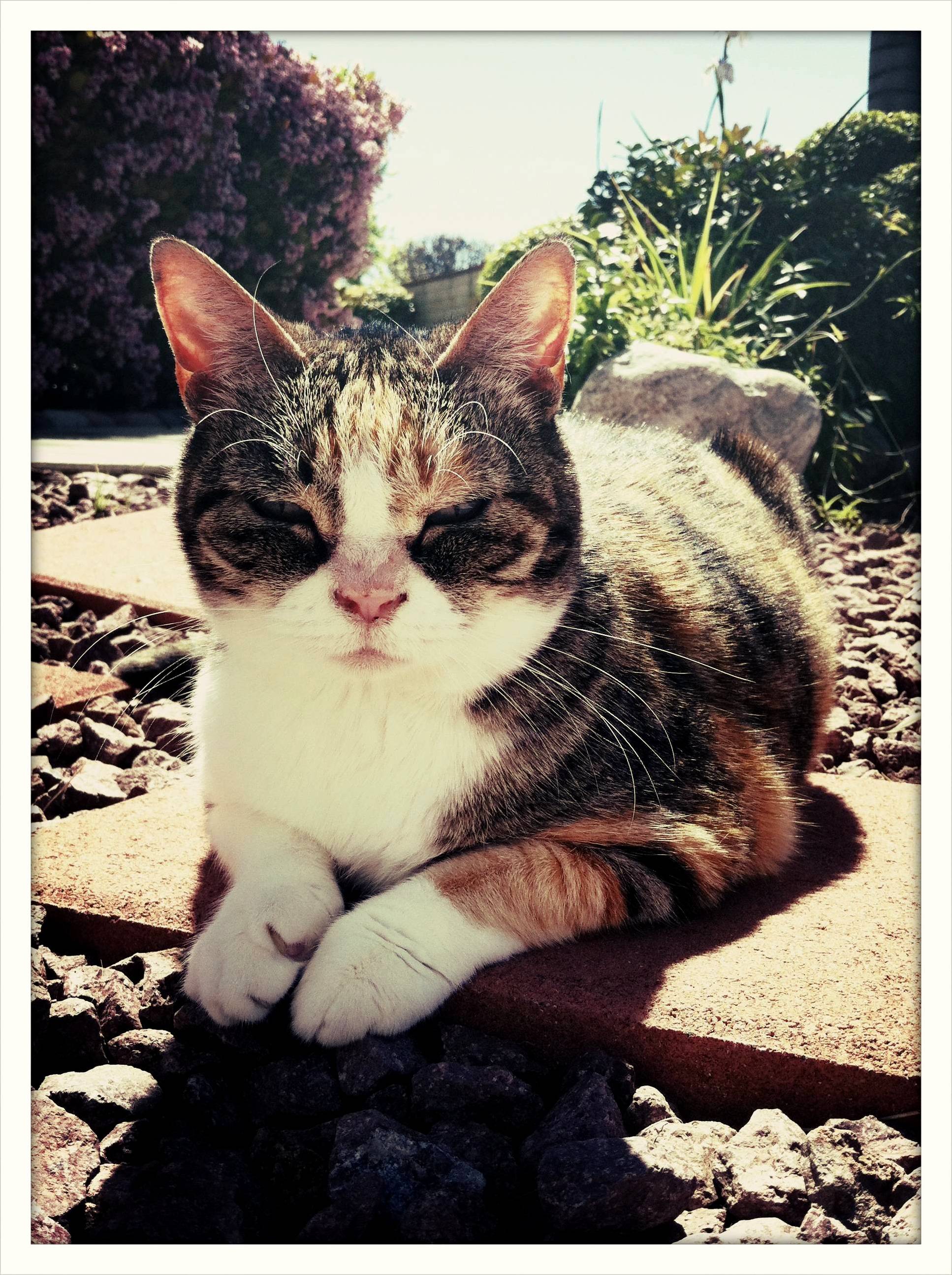 Dirty Face Kitty