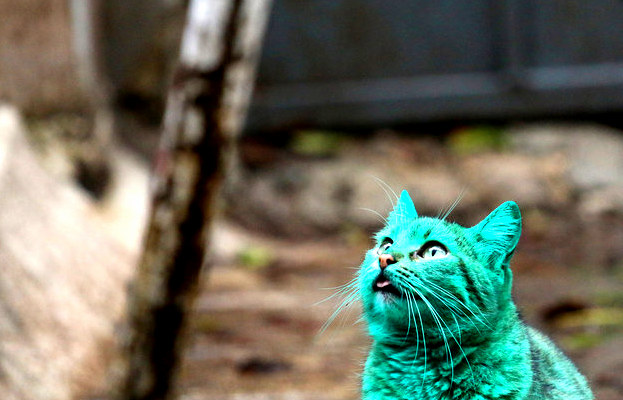 Do I Belong Here Even Though I Am Green