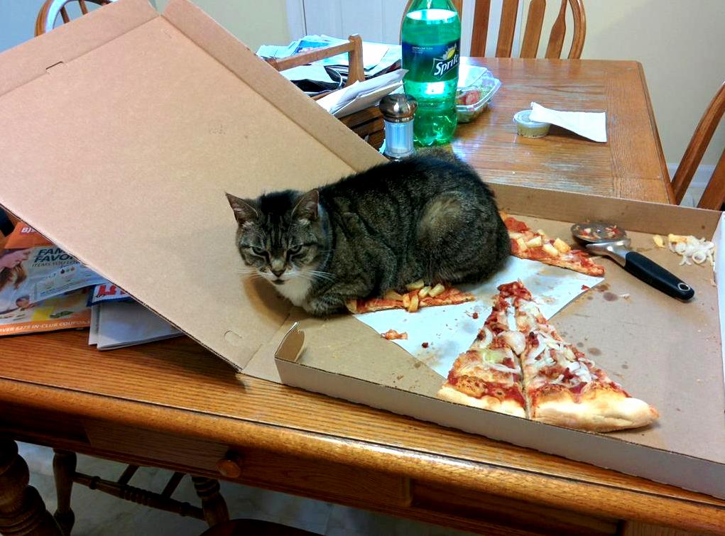 Do Not Eat Cats Pizza
