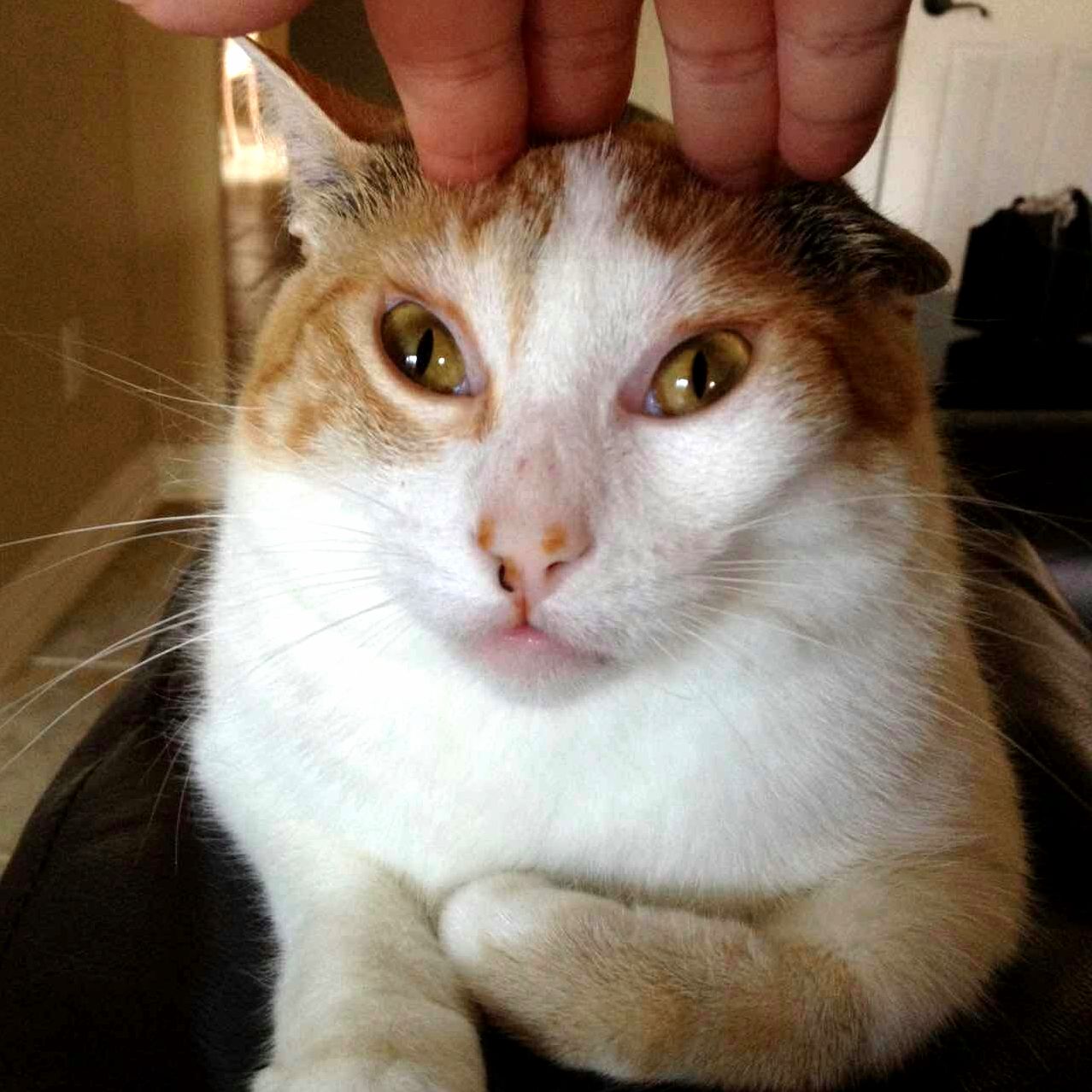 Do You Think Im Petting Her Too Intensely