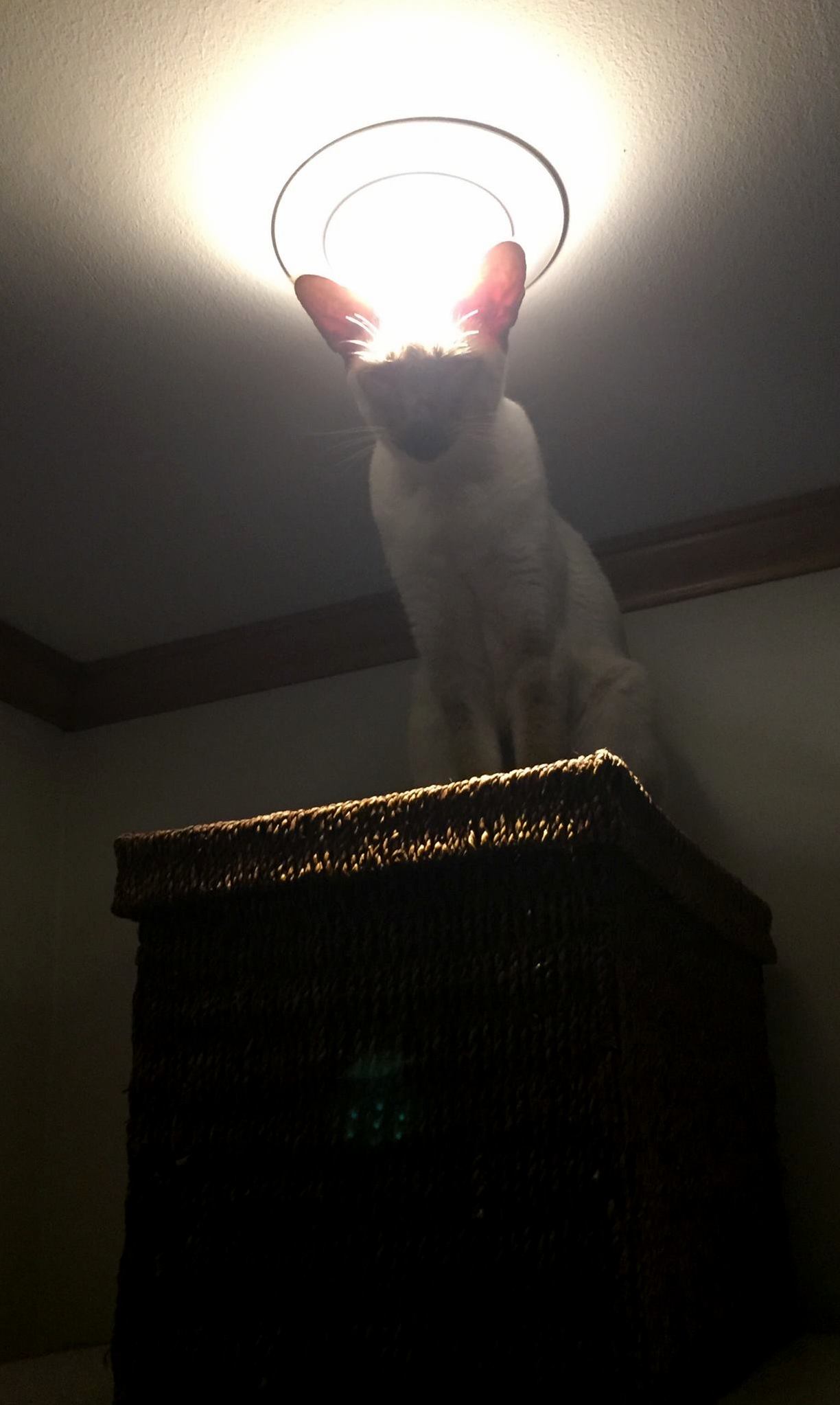 Dont Let the Halo Fool You This One Is Definitely Not an Angel