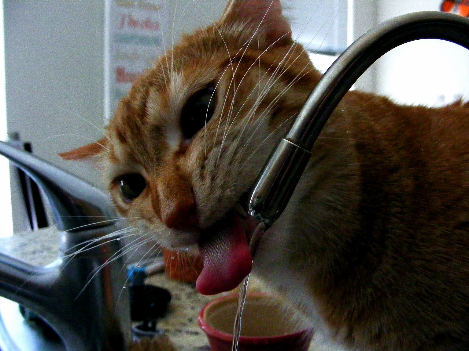 Drinking from the Tap Means Drippy Whiskers.