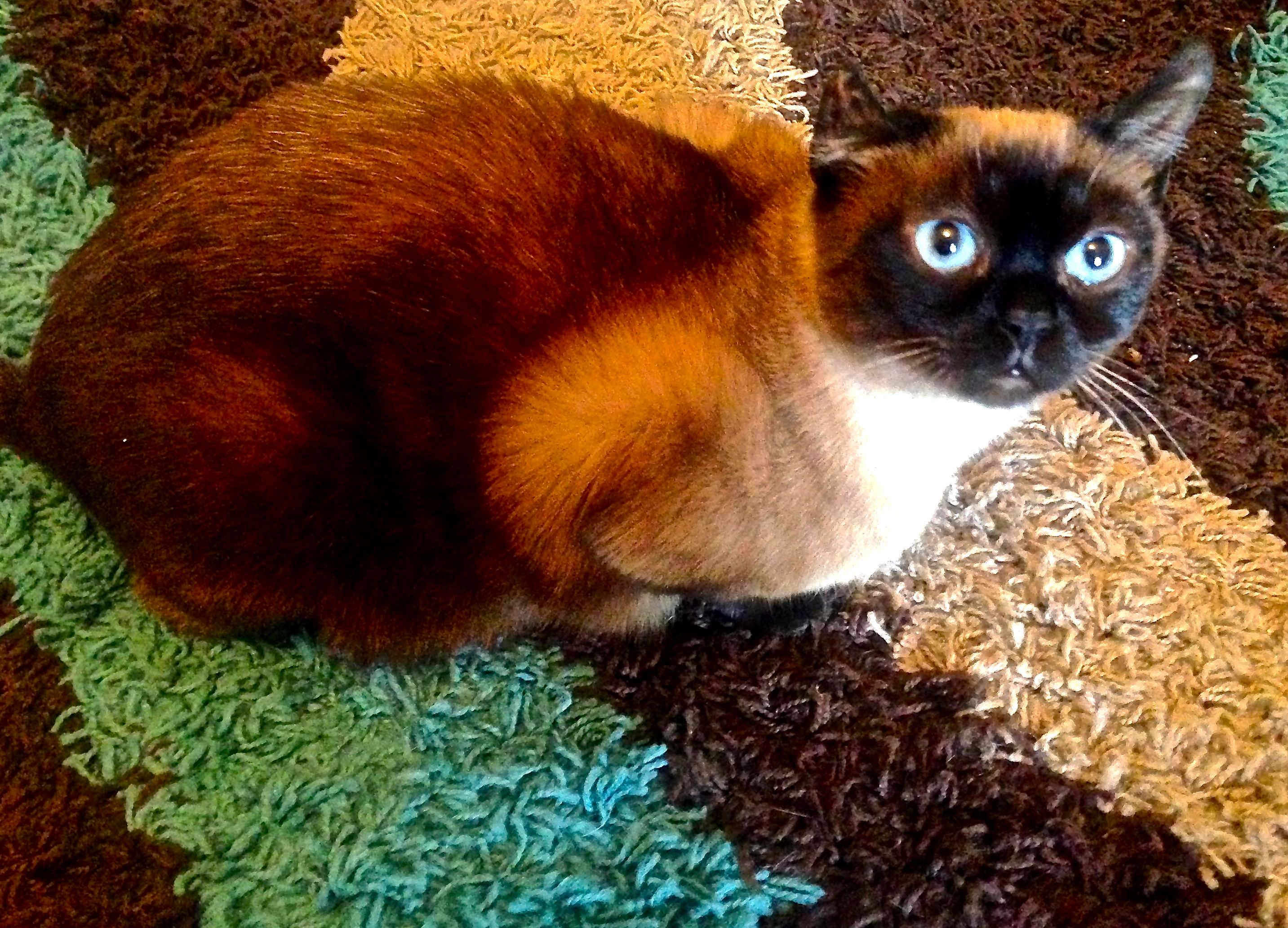 Ever Wish Your Cat Had a Green Rump I Do.