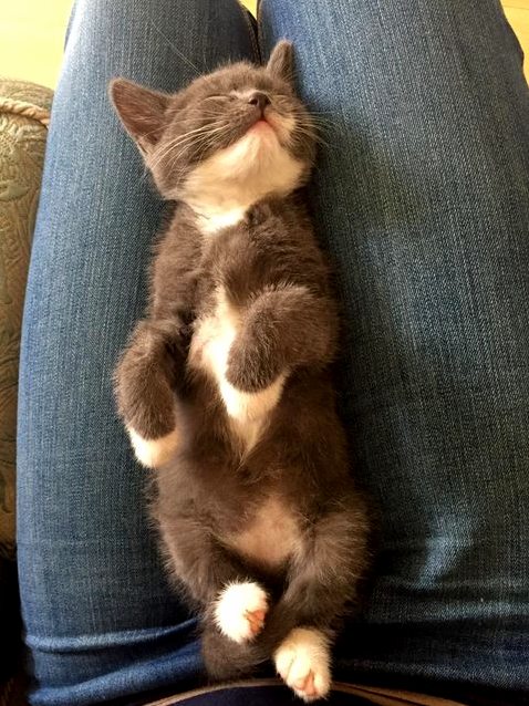 Everybody Meet Dexter My New 8 Week Old Baby