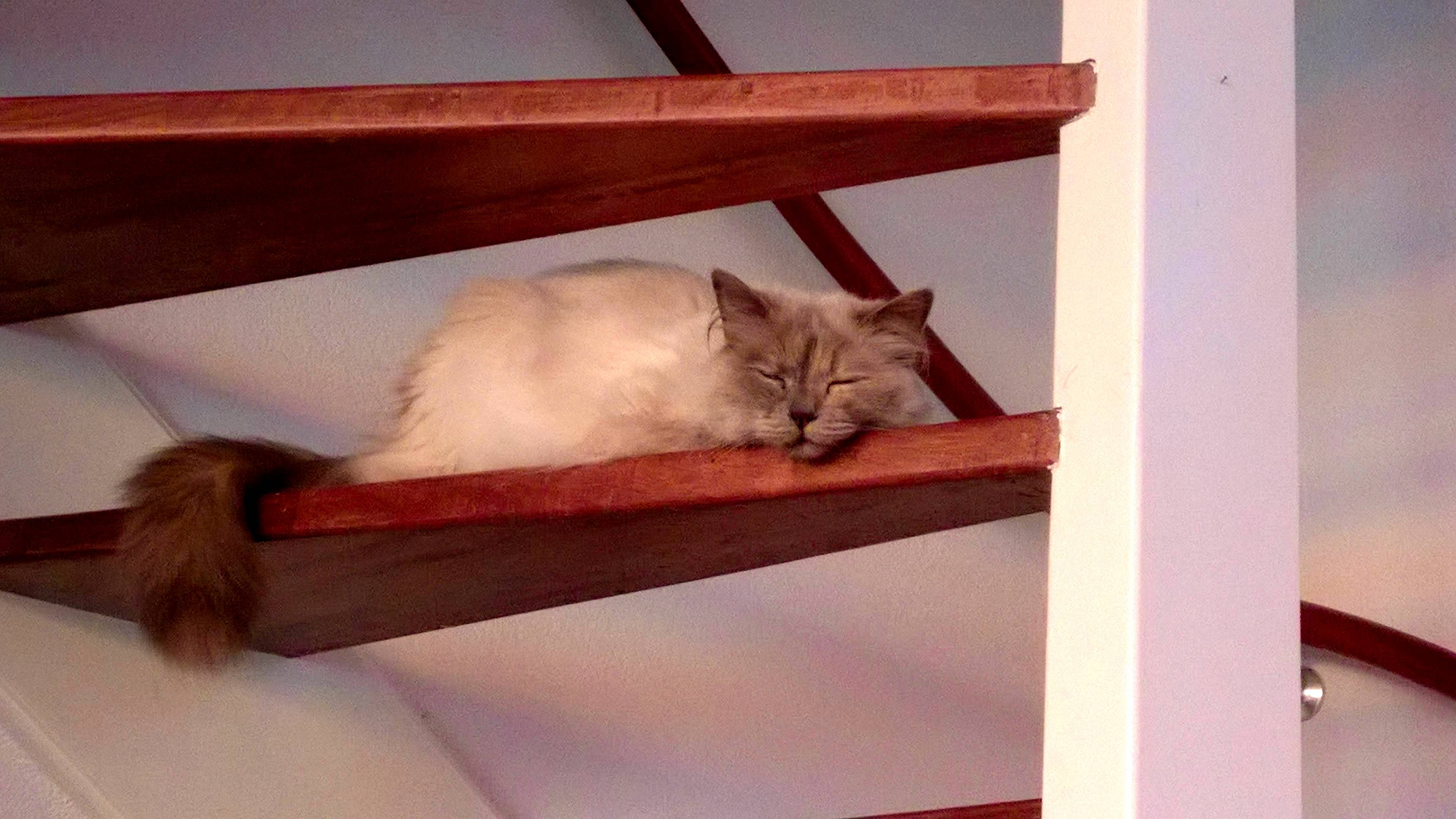 Everything Is a Bed If Youre a Cat