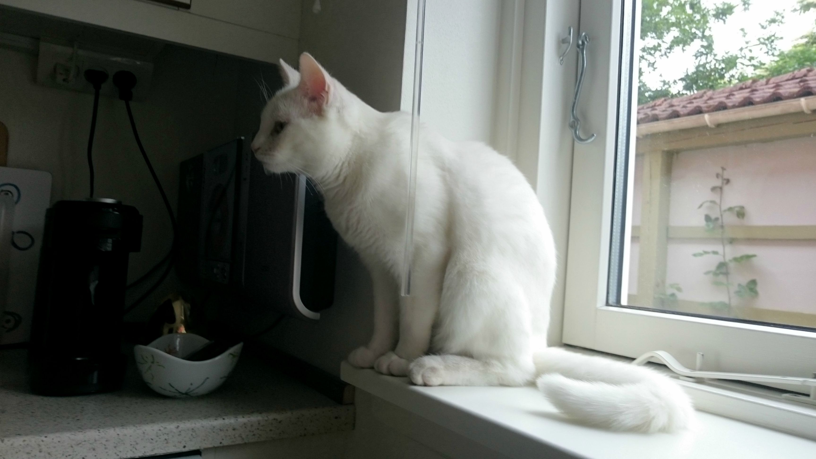 Everytime Someone Is Doing Something Regarding Food in the Kitchen...