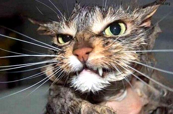 Evil Cat