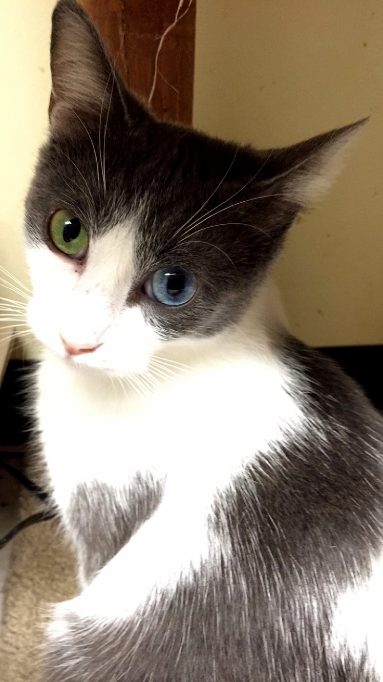 Eyes