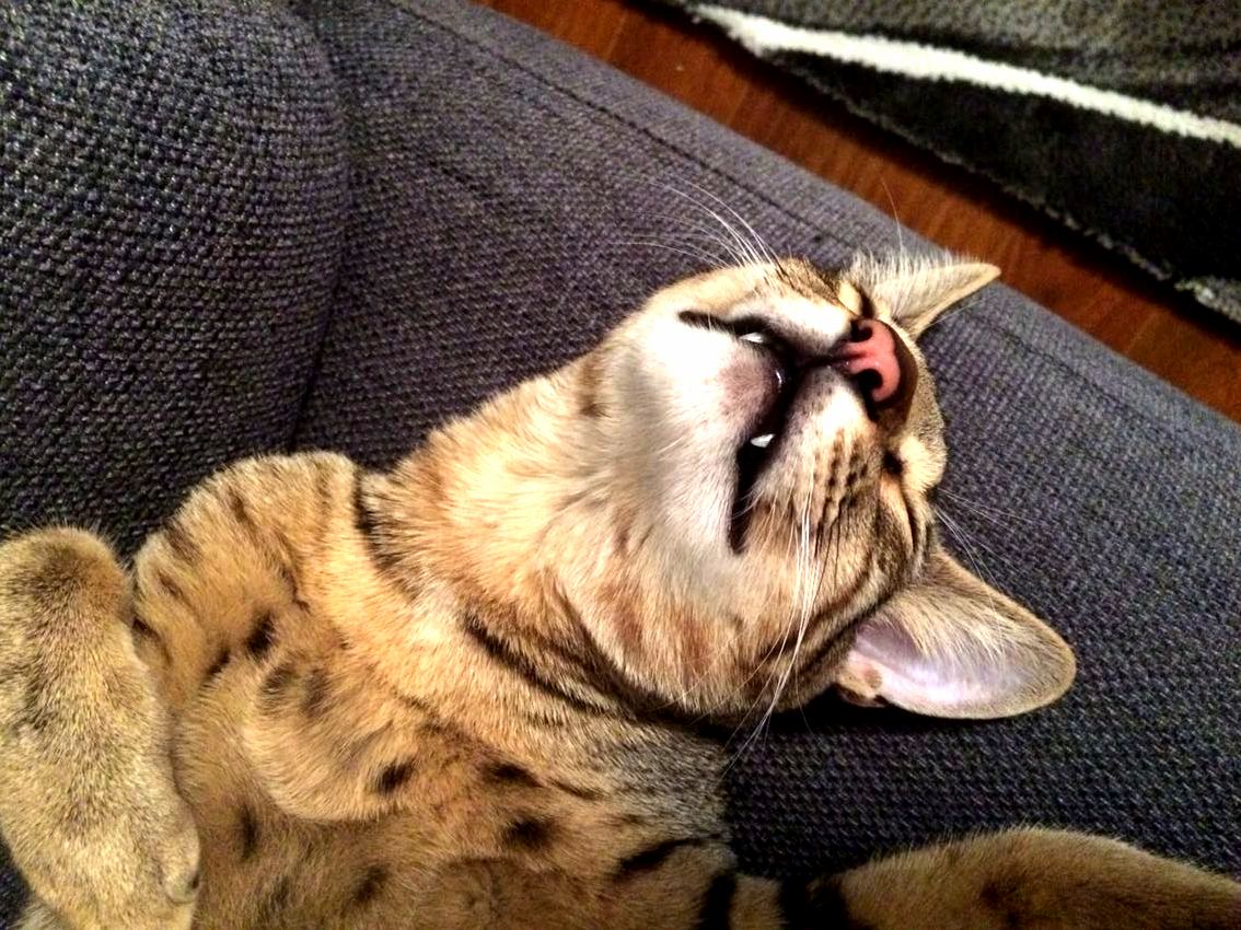 Fangs Lookin Good