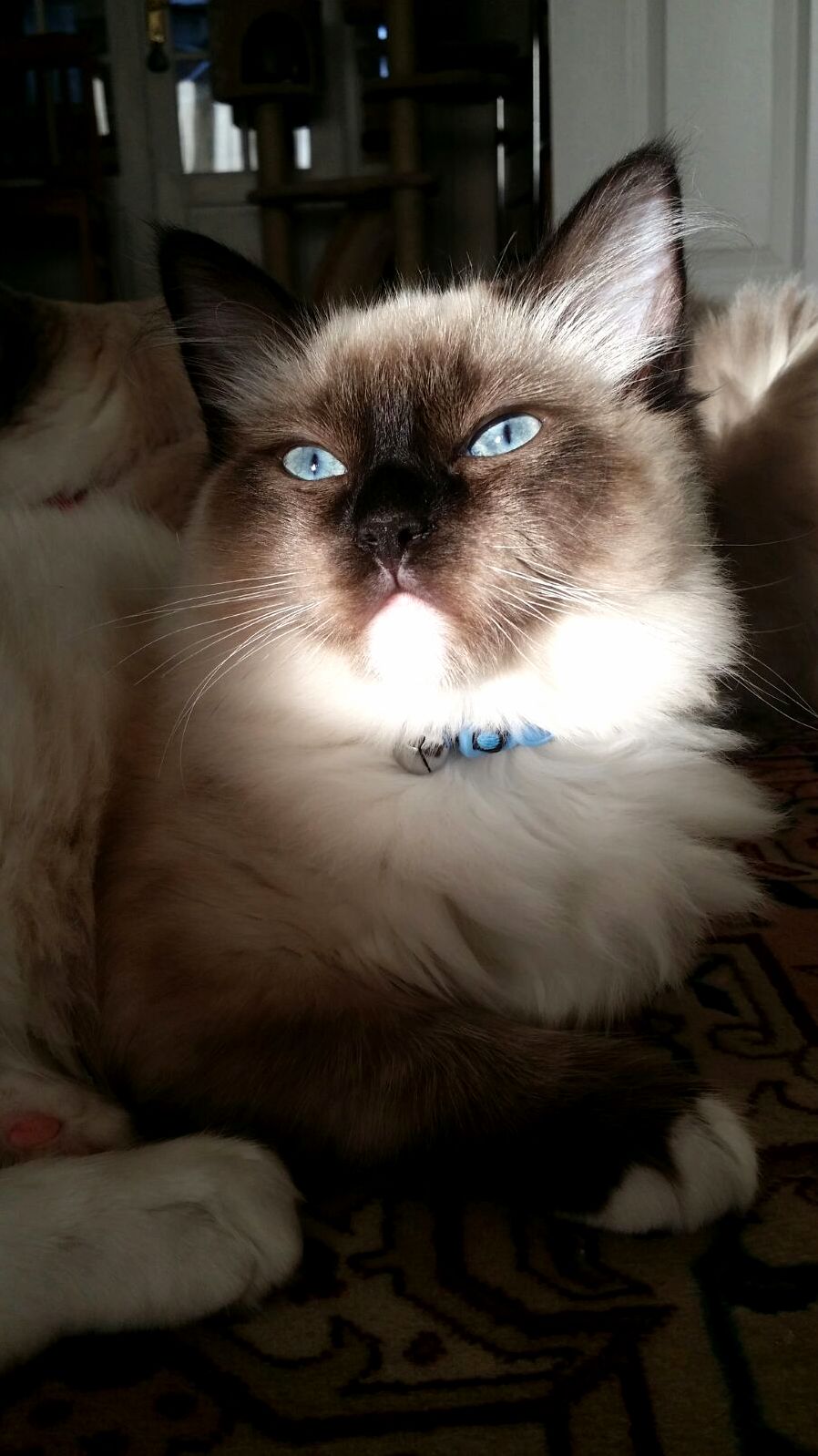 Fergus Looking Majestic