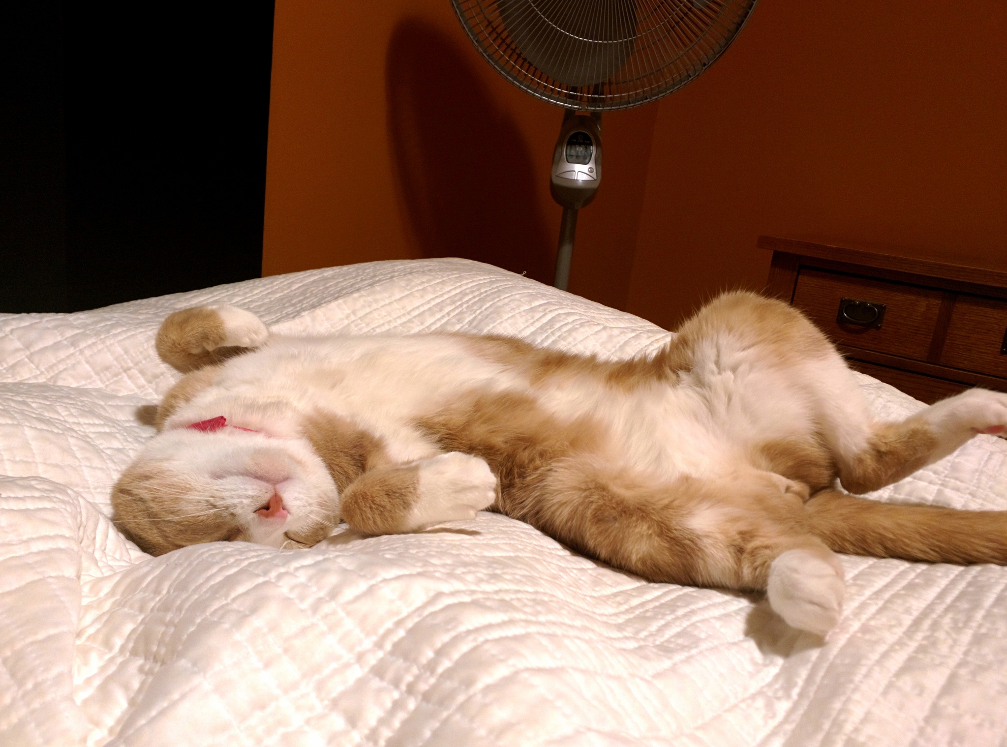 Finally Caught Alfie Sleeping on Top of the Bed Instead of Under It.