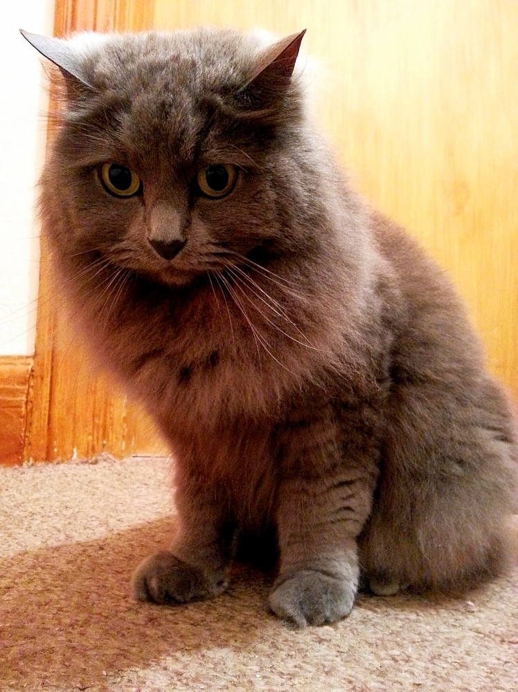 Finally Managed to Get a Good Photo of My Cat Willow.