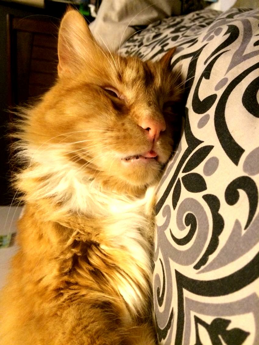 Flynn Has a Rather Unique Sleeping Face.
