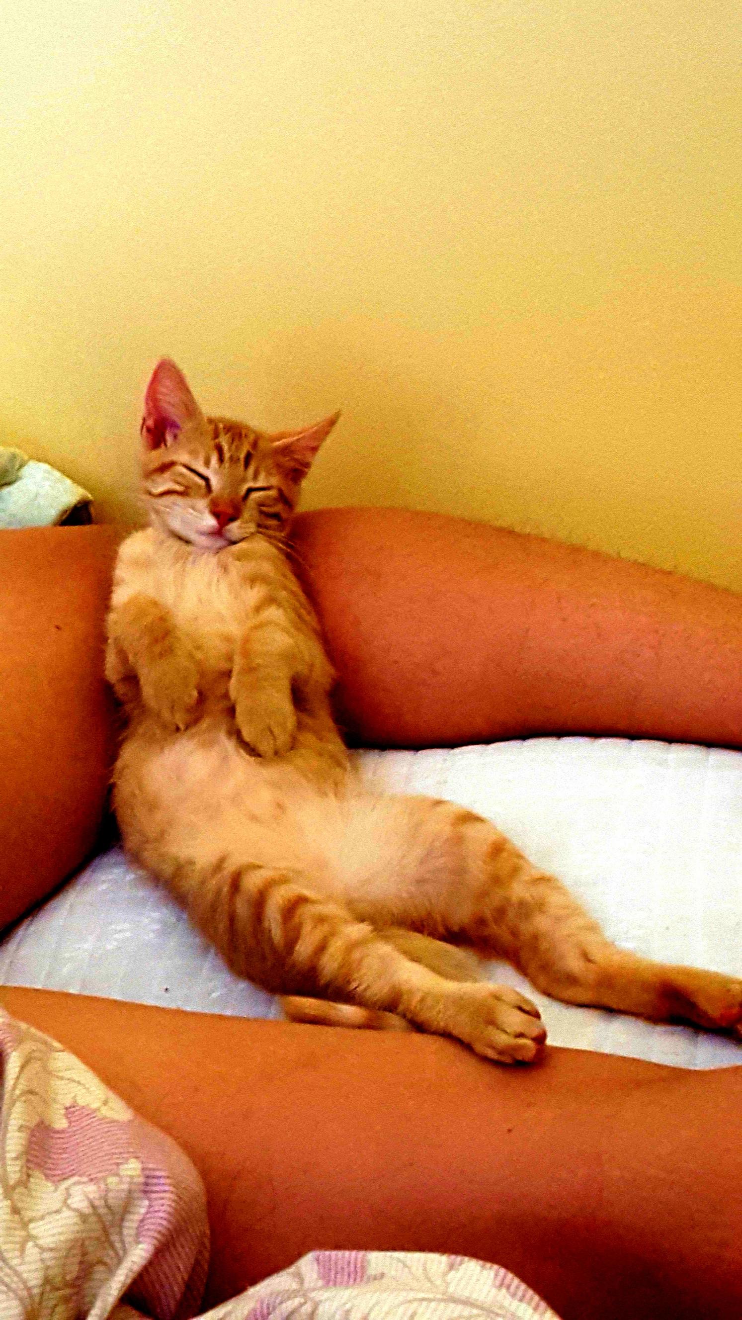 Found Him Napping on My Boyfriend Like This.