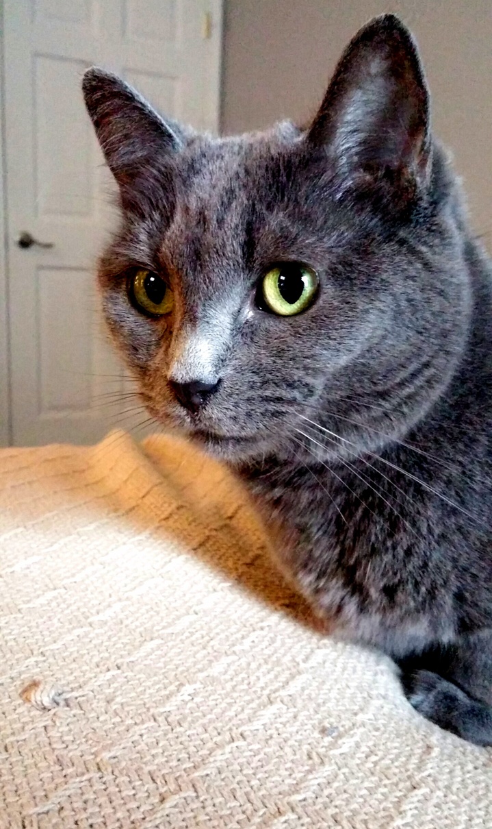 Friends Cat