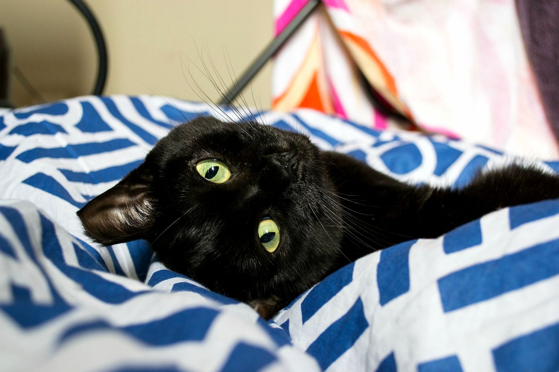 From City Streets to Comfy Sheets. Our Ex-feral Has Come a Long Way.