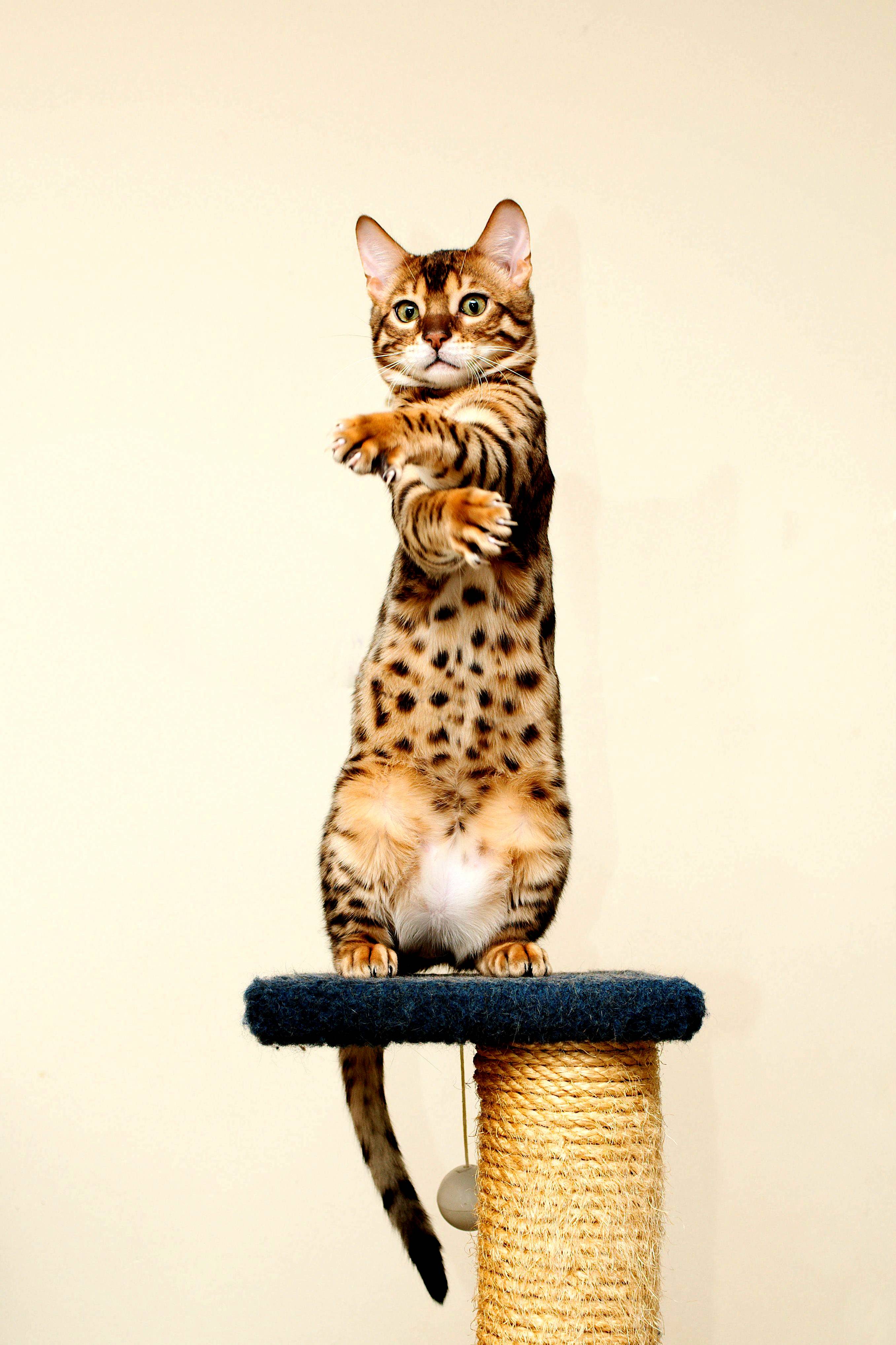 Gangster Pose
