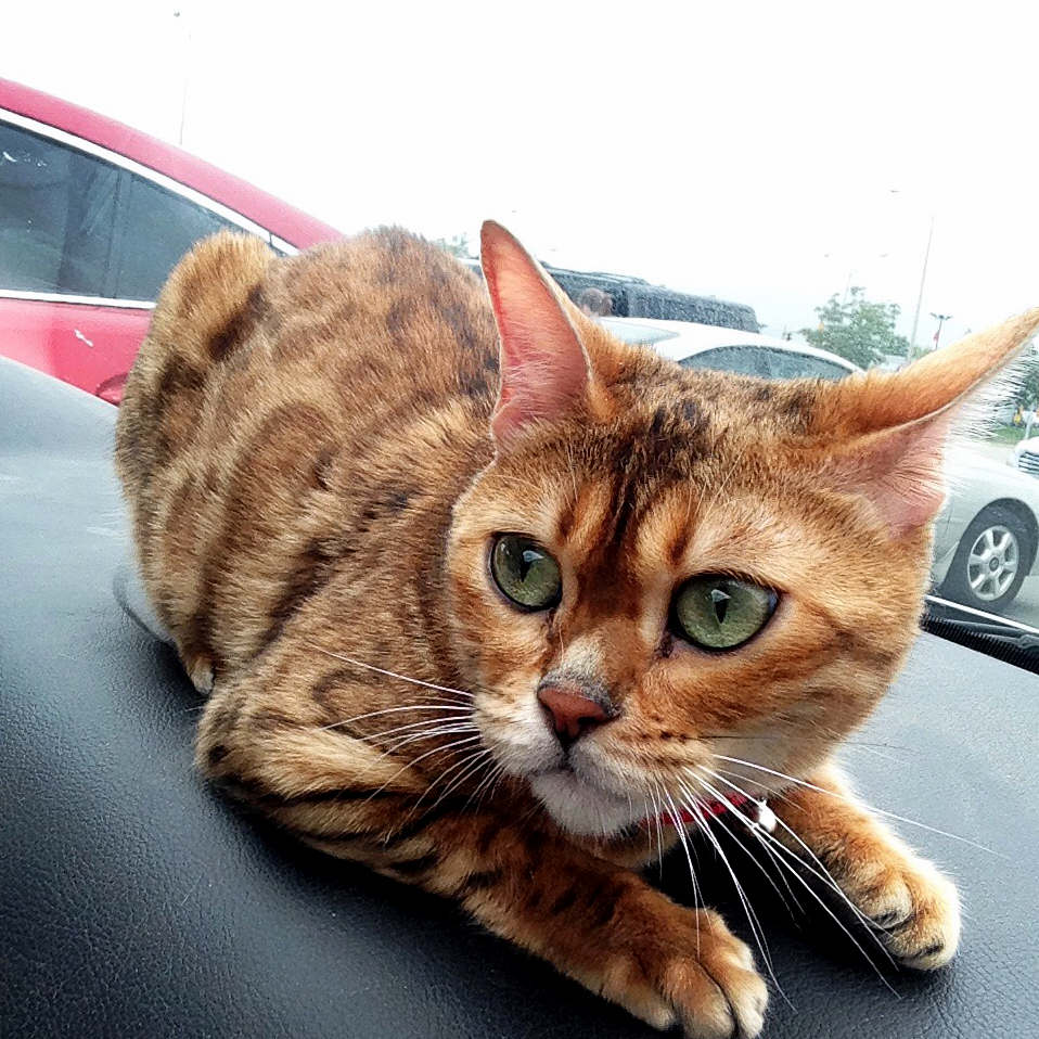 Gato