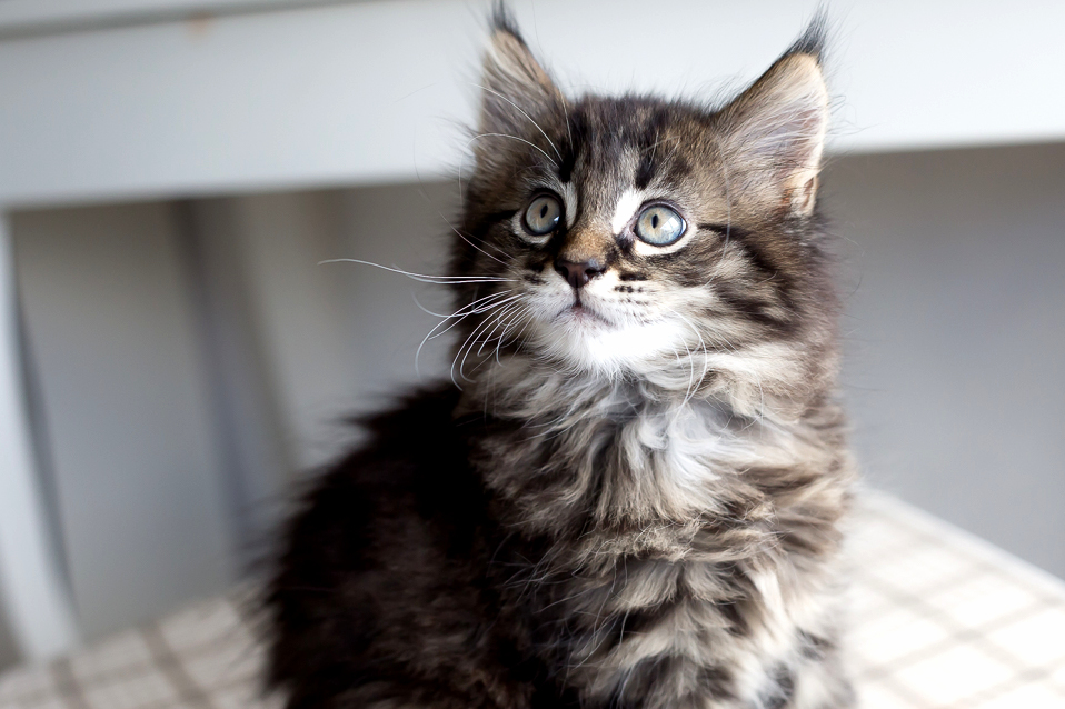 Gatsby Looking Handsome