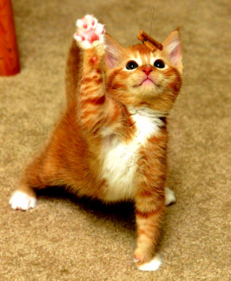 Give Me Five