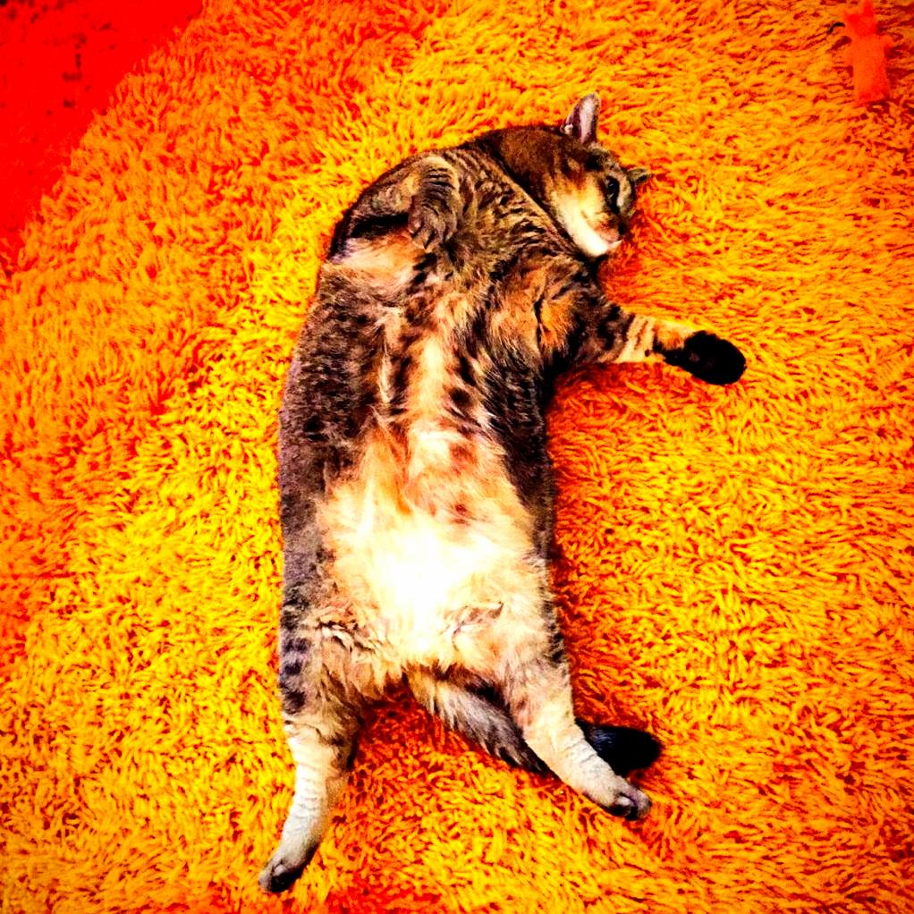 Giving the New Carpet a Whirl