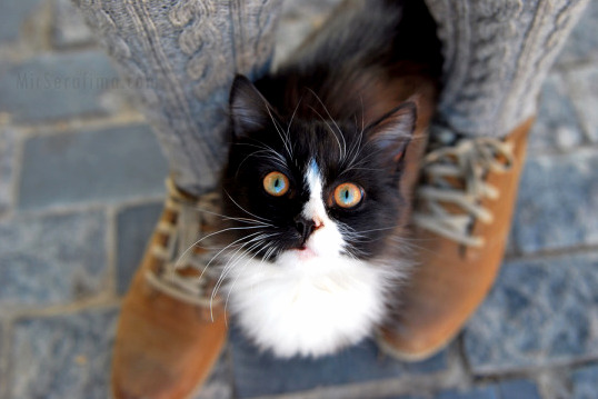 Gorgeous Eyes
