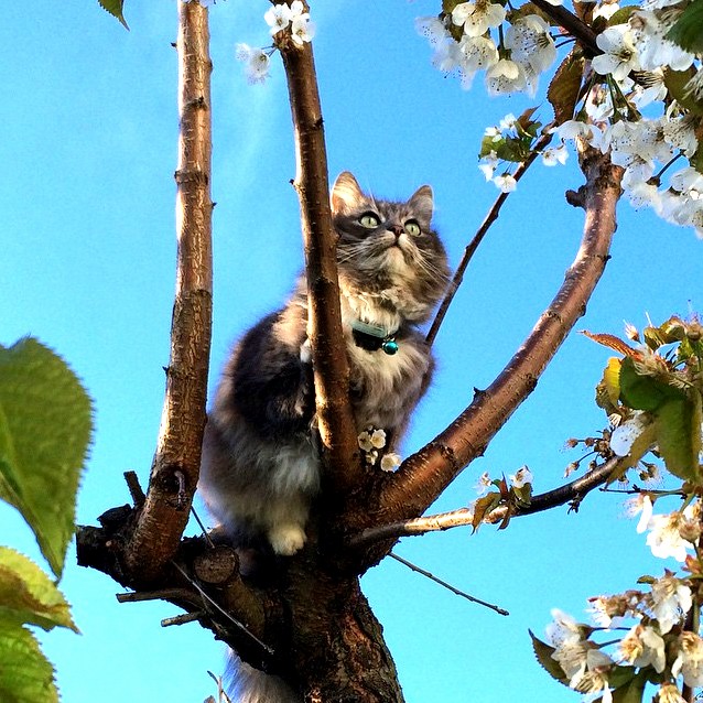 Gr Pus Climbing Our Wild Cherry Tree