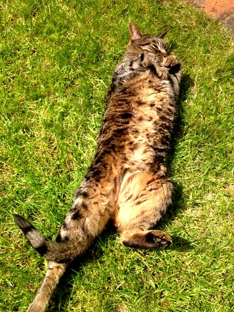Gus Sunning His Fat Tummy