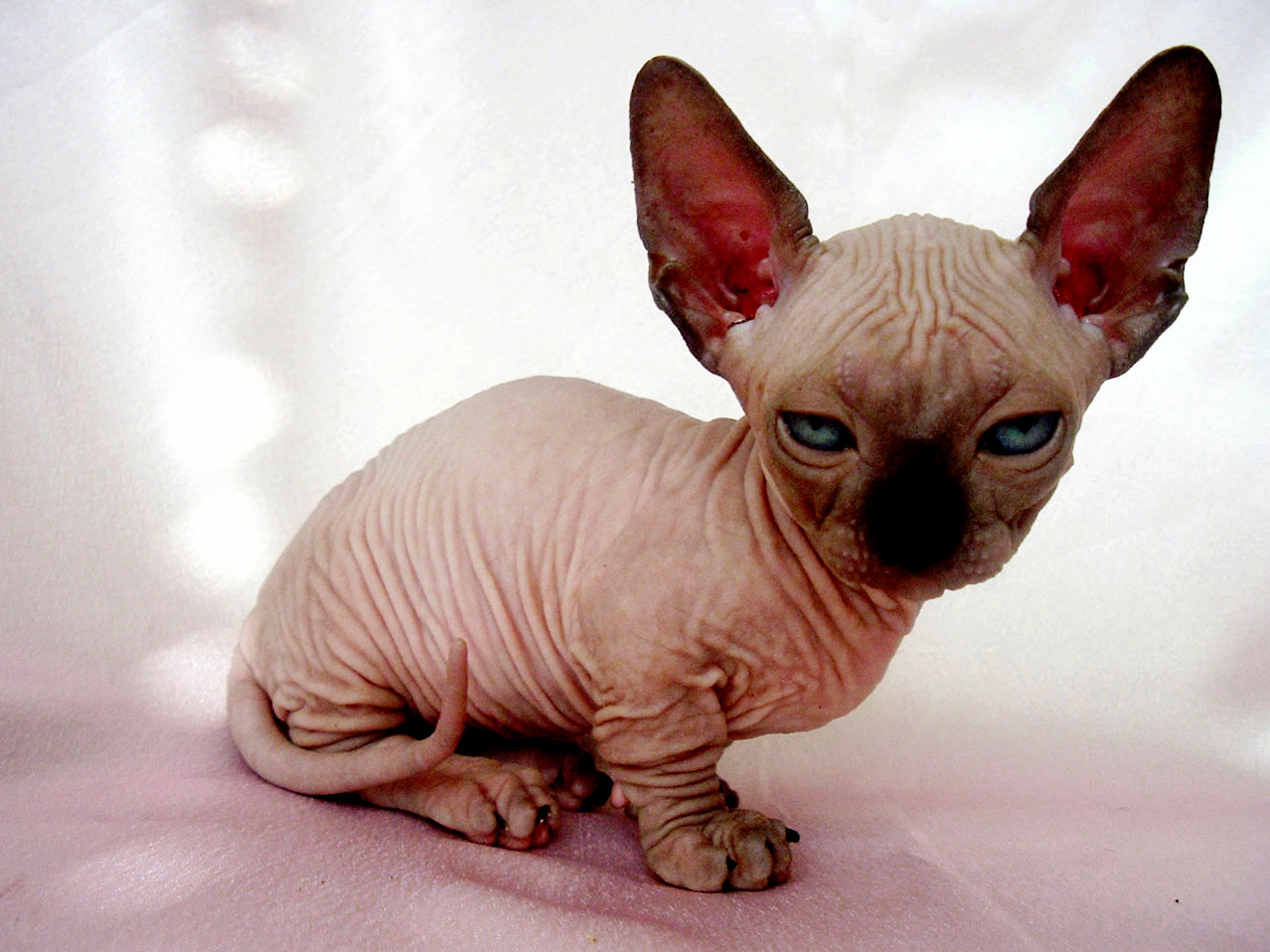 Hairless Munchkin Cat