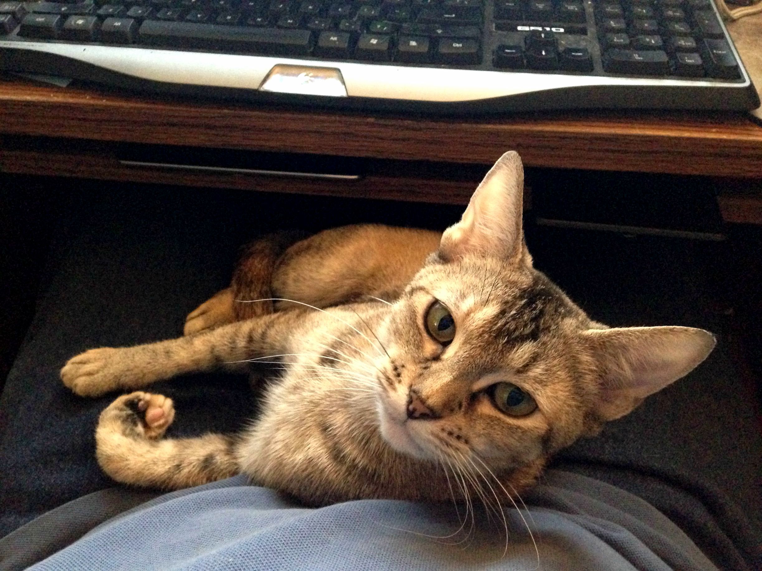 Happy Cat Day...heres My Little Autumn.