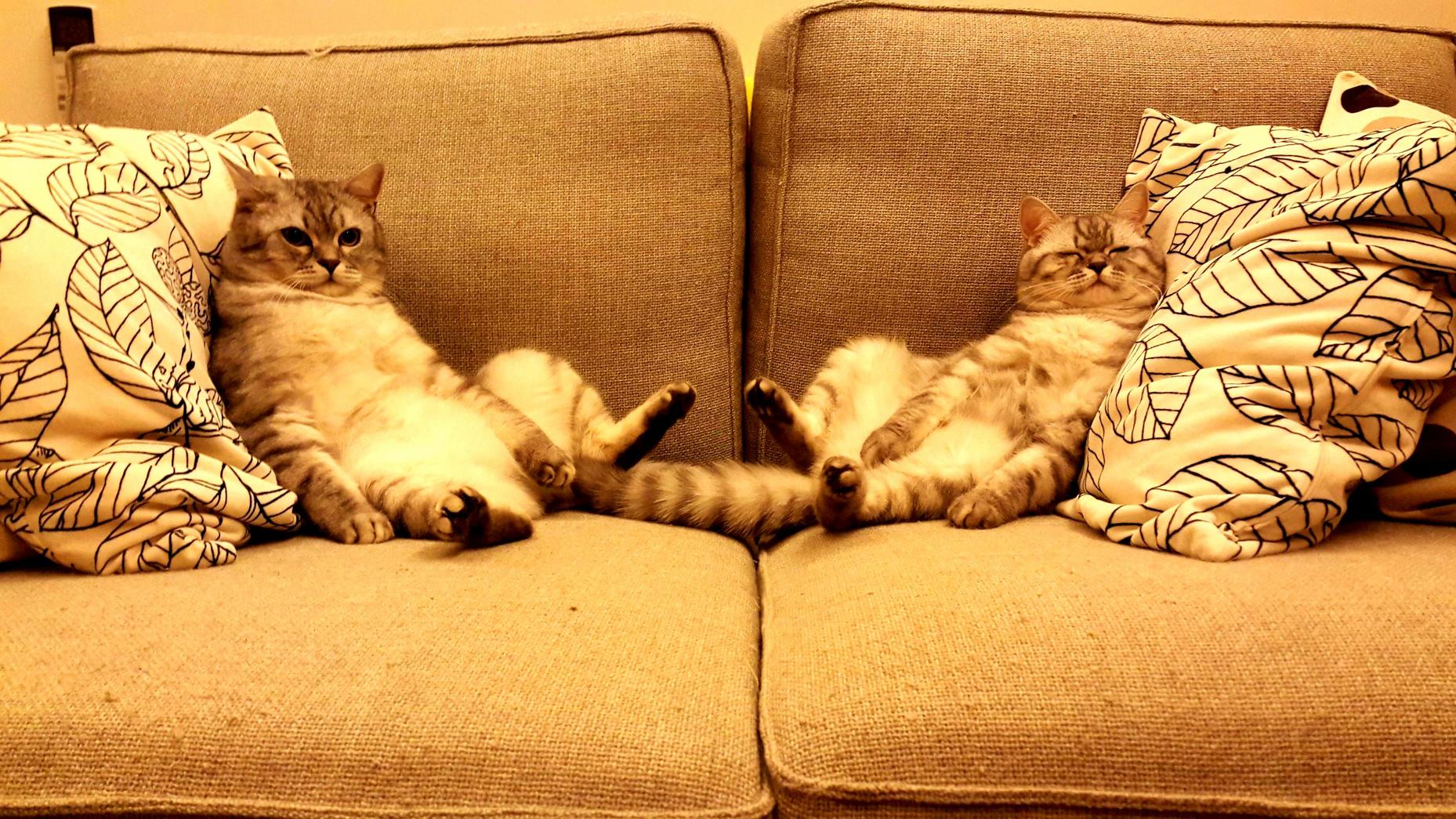Happy Caturday Lazy Day on the Couch 3