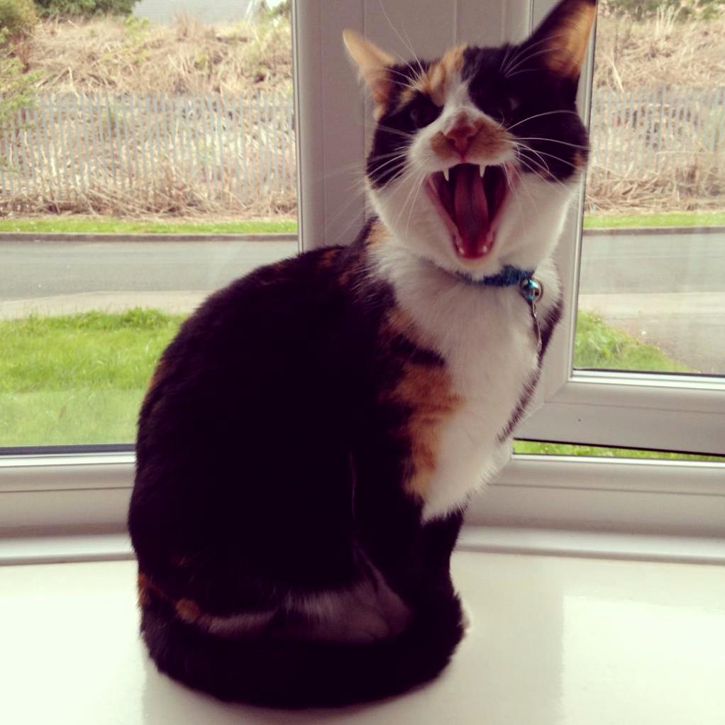Harley Isnt Allowed Out Because of Weed Killer on the Lawn Shes Not Happy