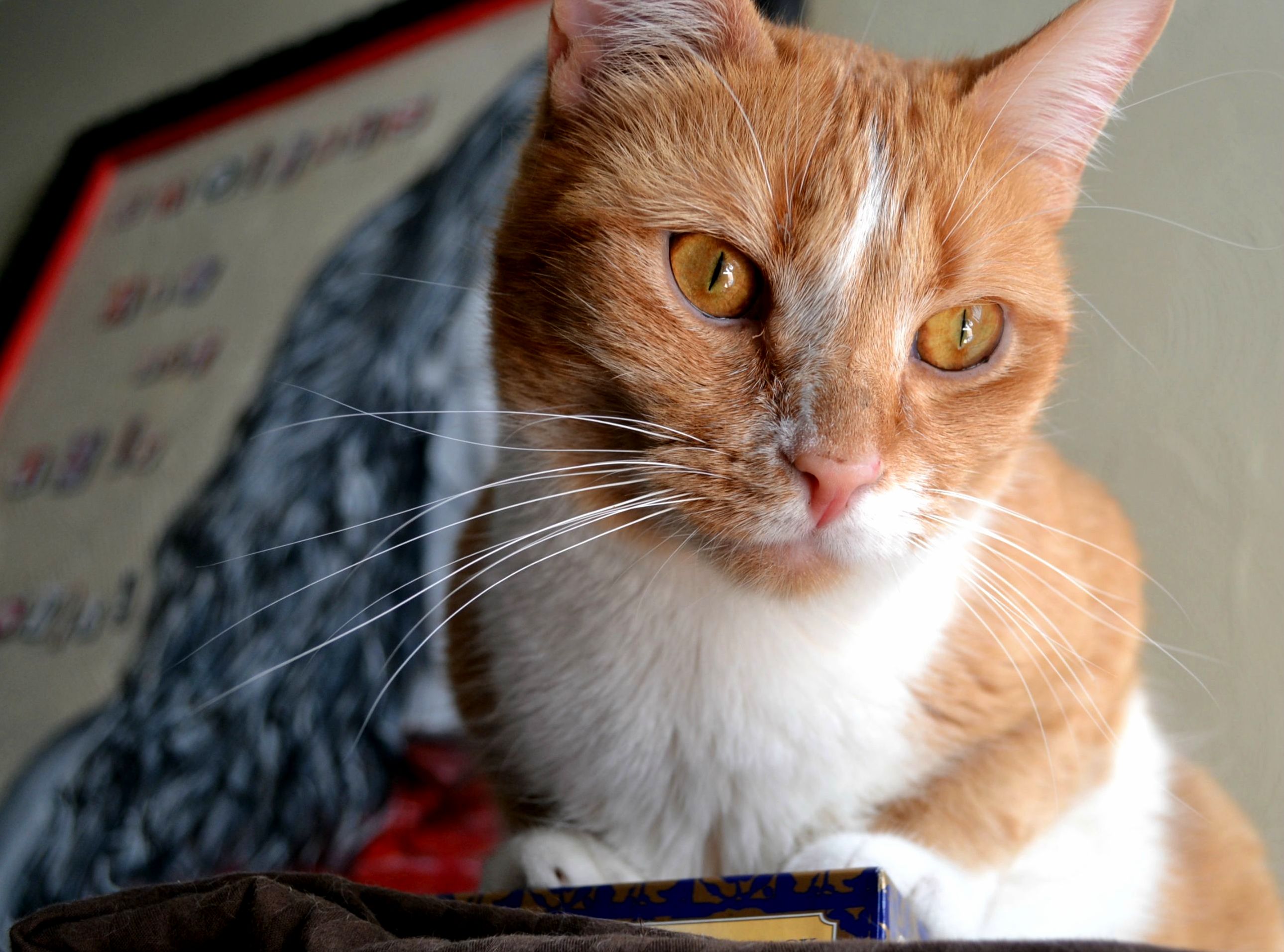 Hashtag Is on Bird Patrol Today.