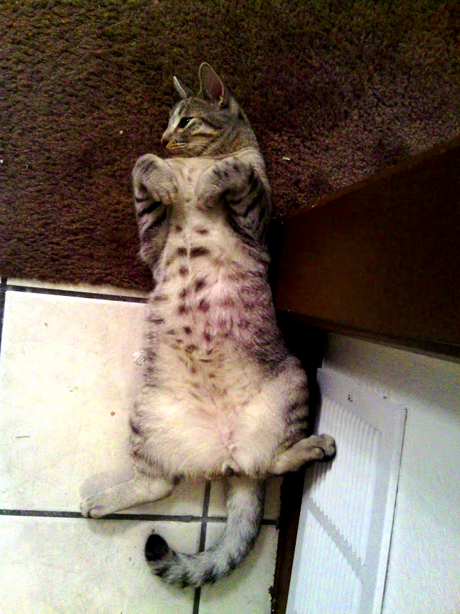 He Always Lays Like This Half in One Room and Half in Another