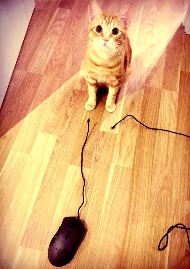 He Caught a Mouse Alright