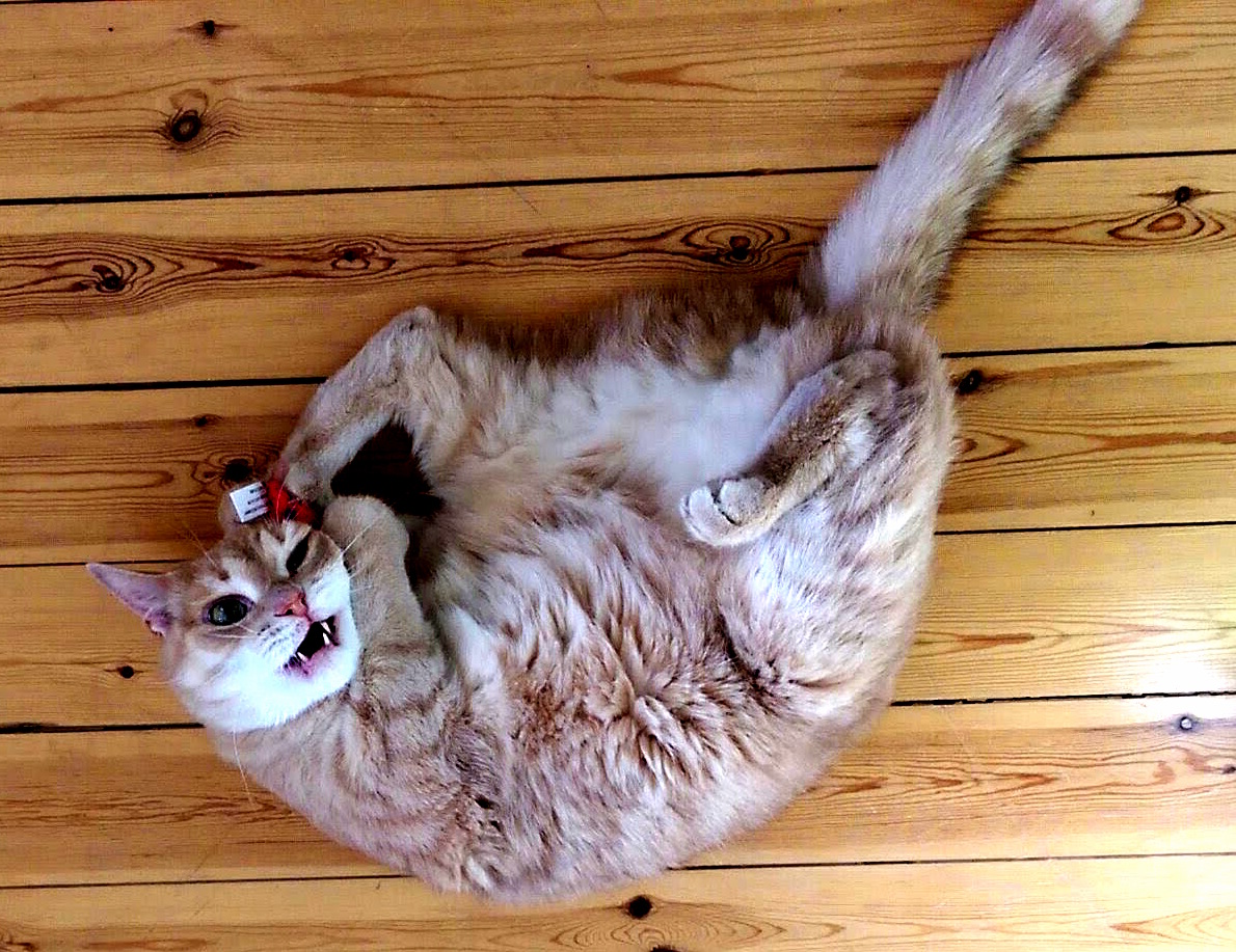 He Enjoys Catnip.