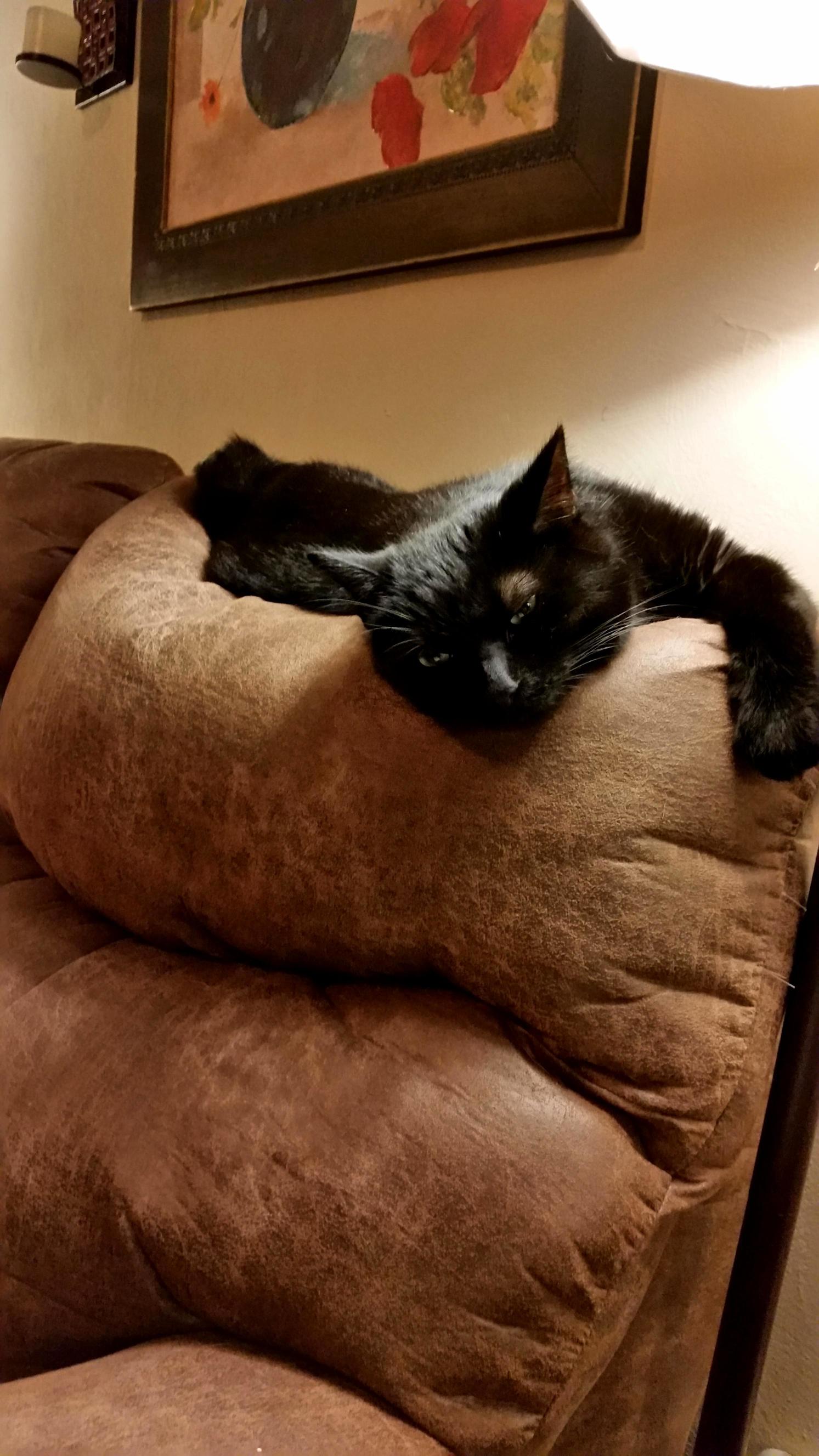 He Just Kind Of... Mushes Into the Couch.
