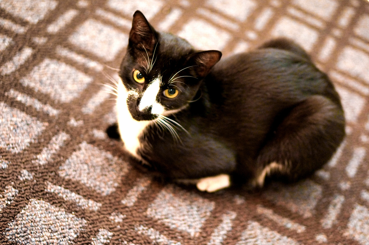 He Likes to Sit on the Rug