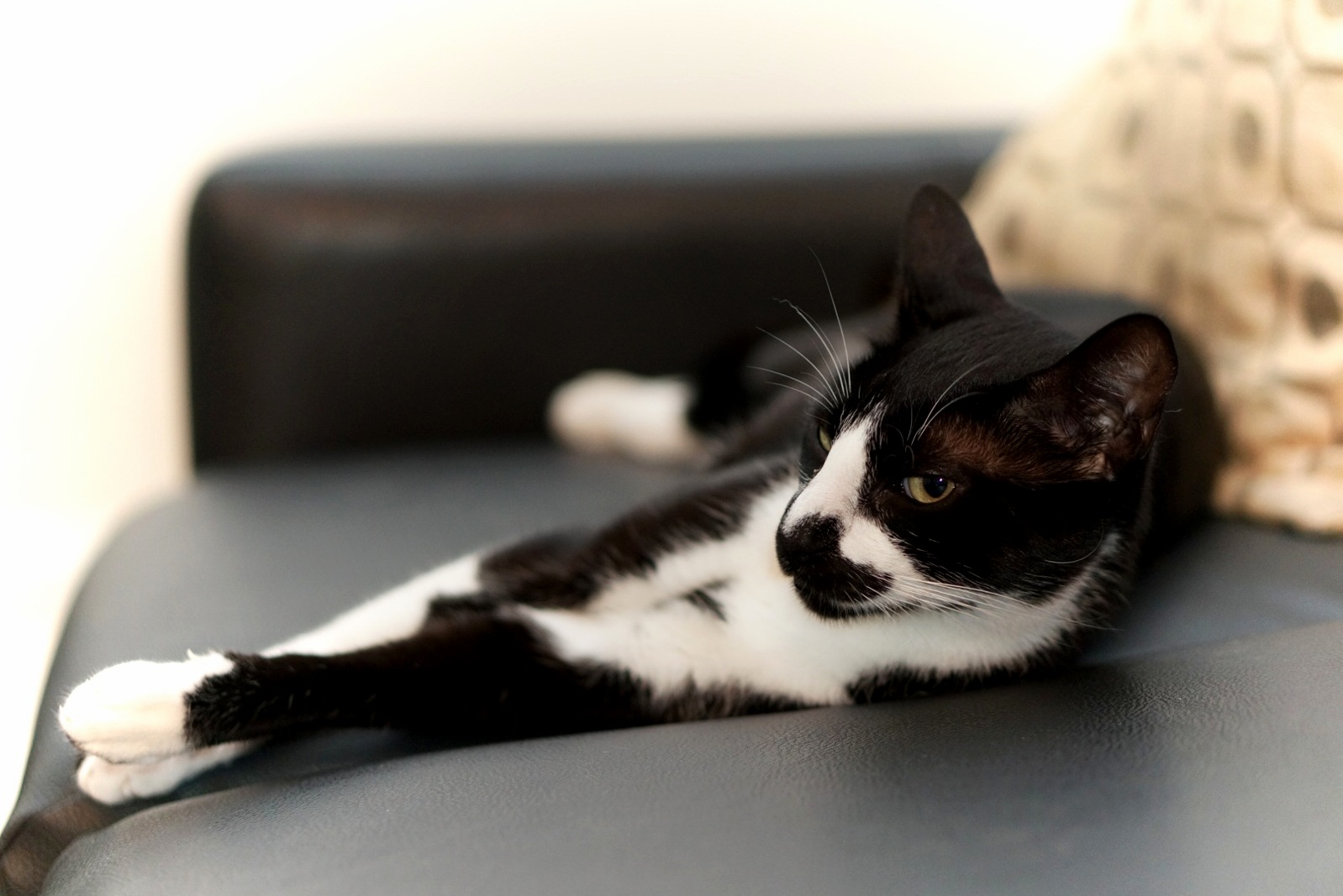 He Was Just Laying There Giving Me a Sly Look