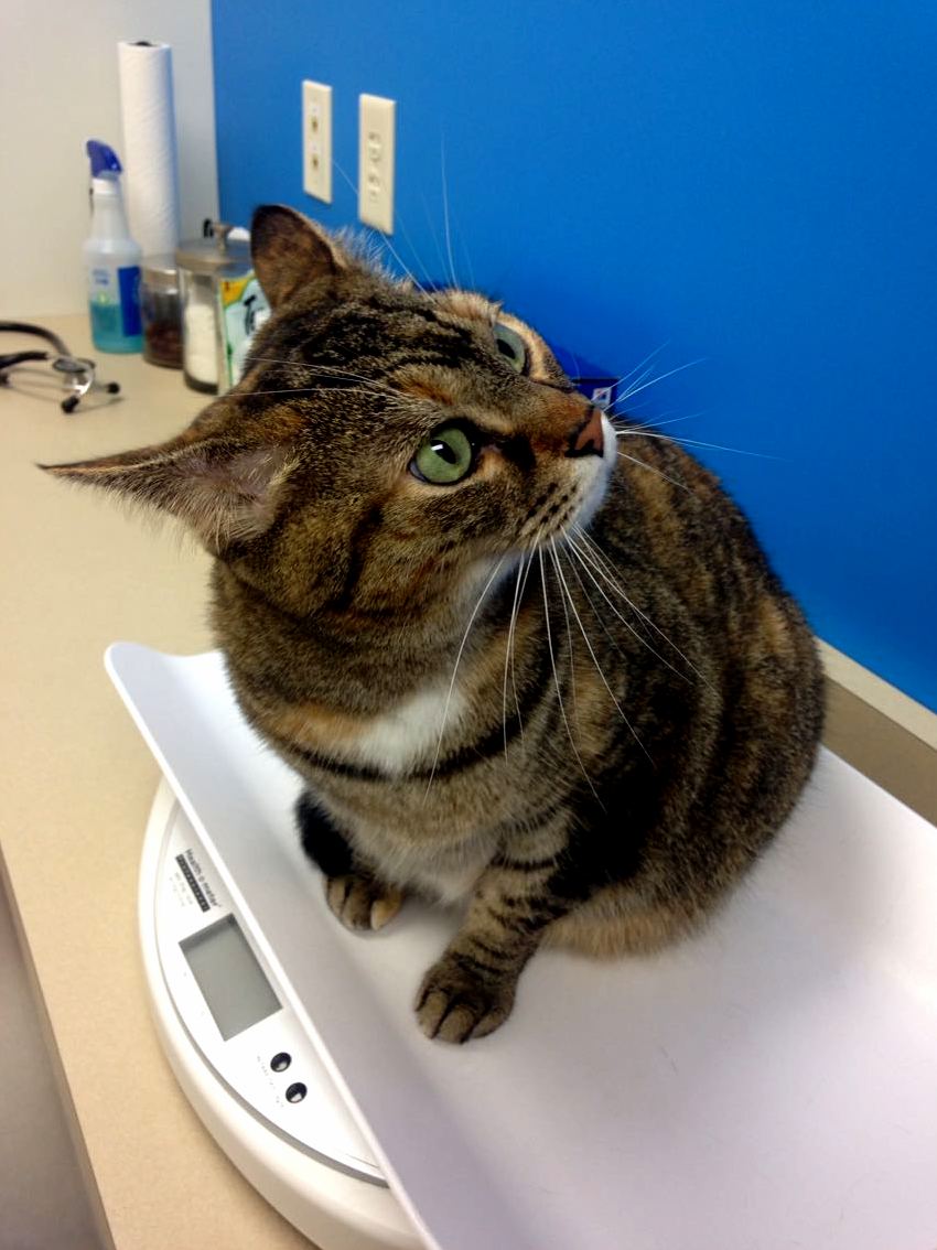 Hearing the Scary Dogs Barking at the Vet in the Room Next to Us
