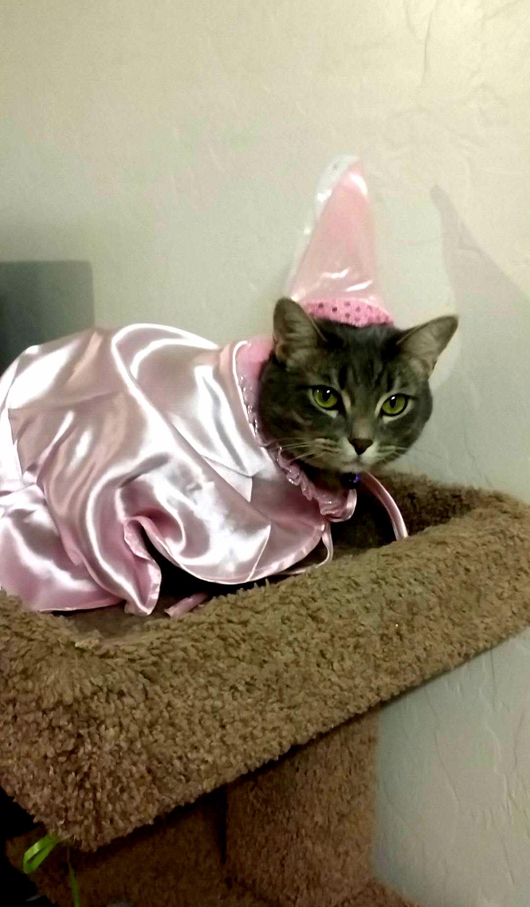 Her Name Is Princess and She Is on Her Cat Tower...waiting to Be Rescued.