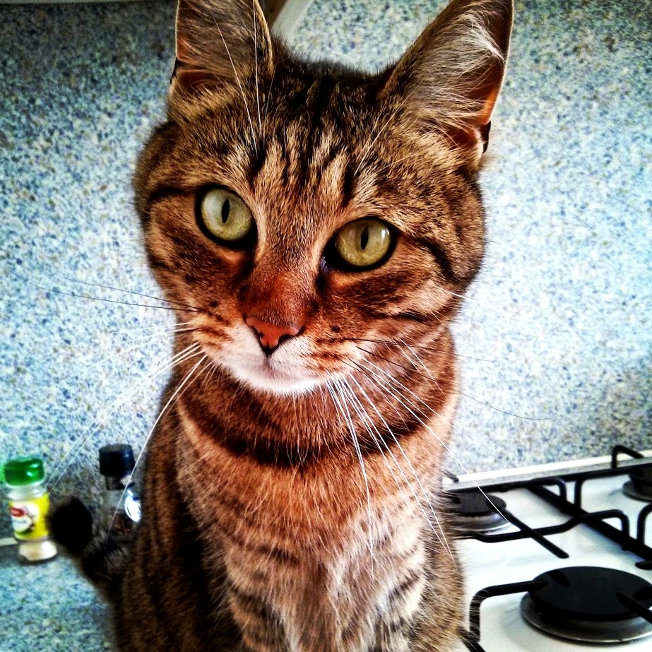 Here Is a Picture of My Cat Eddie