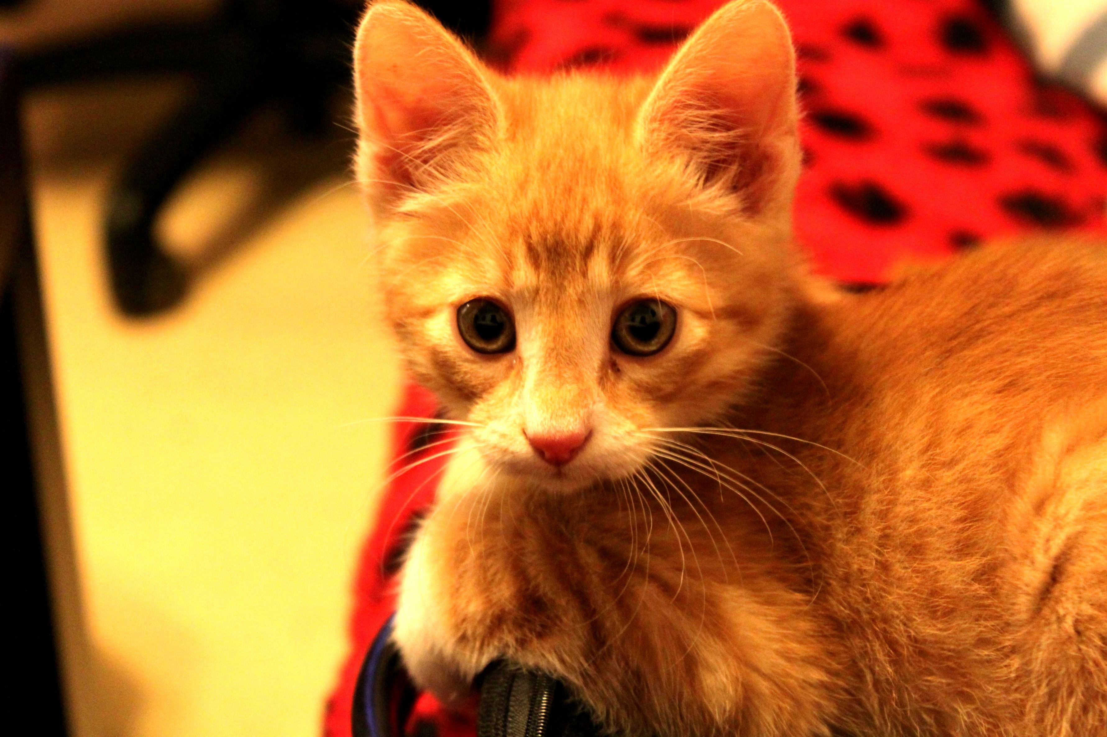 Here Is Our Cat.