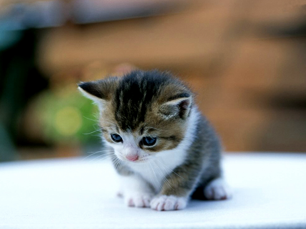 Heres a Cute Kitty