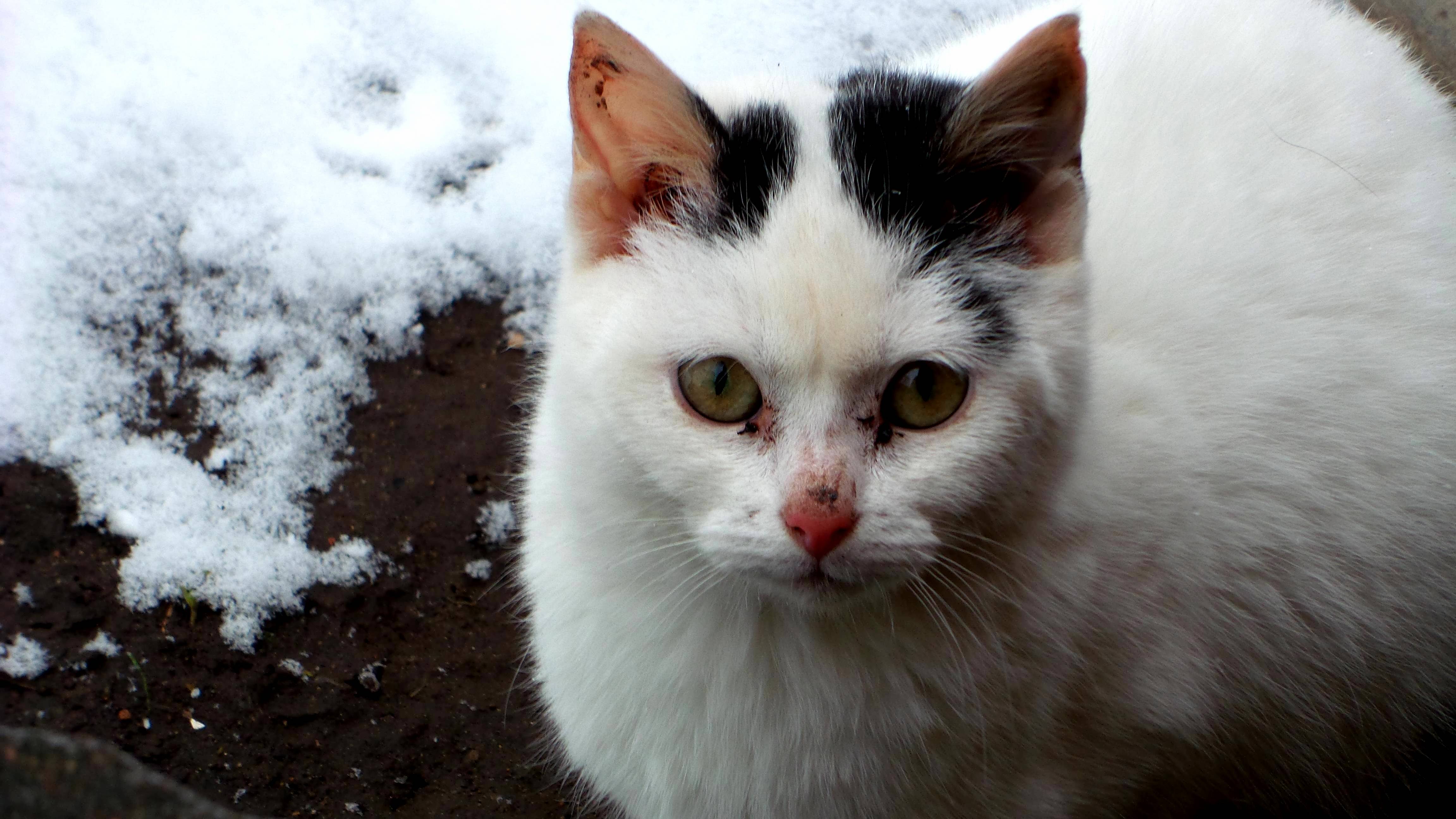 Hes a Feral Inbred Runt with Sad Eyes but Hes a Good Lad.