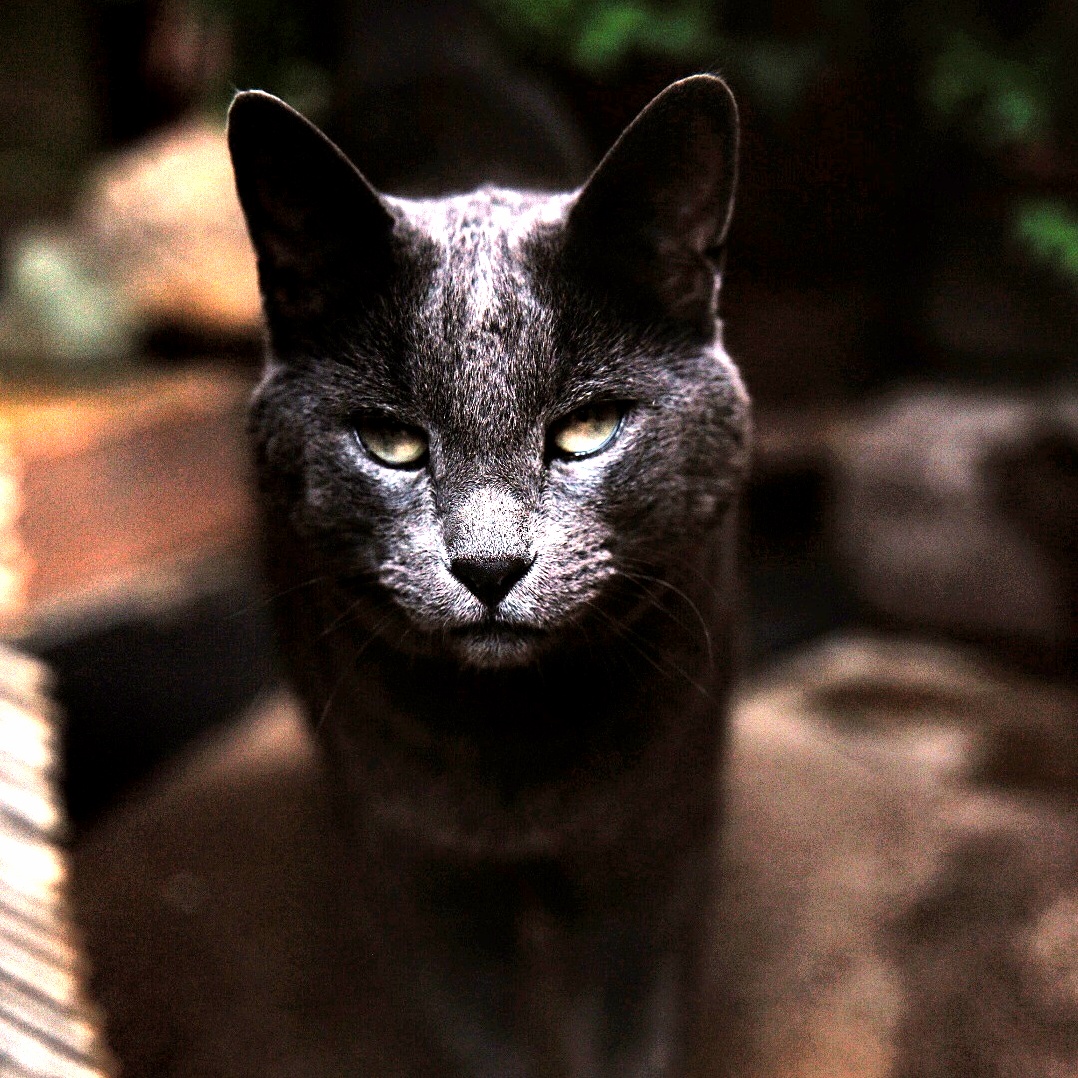 Hes a Jerk but I Think Deep Down He Loves Me. This Is Moses.