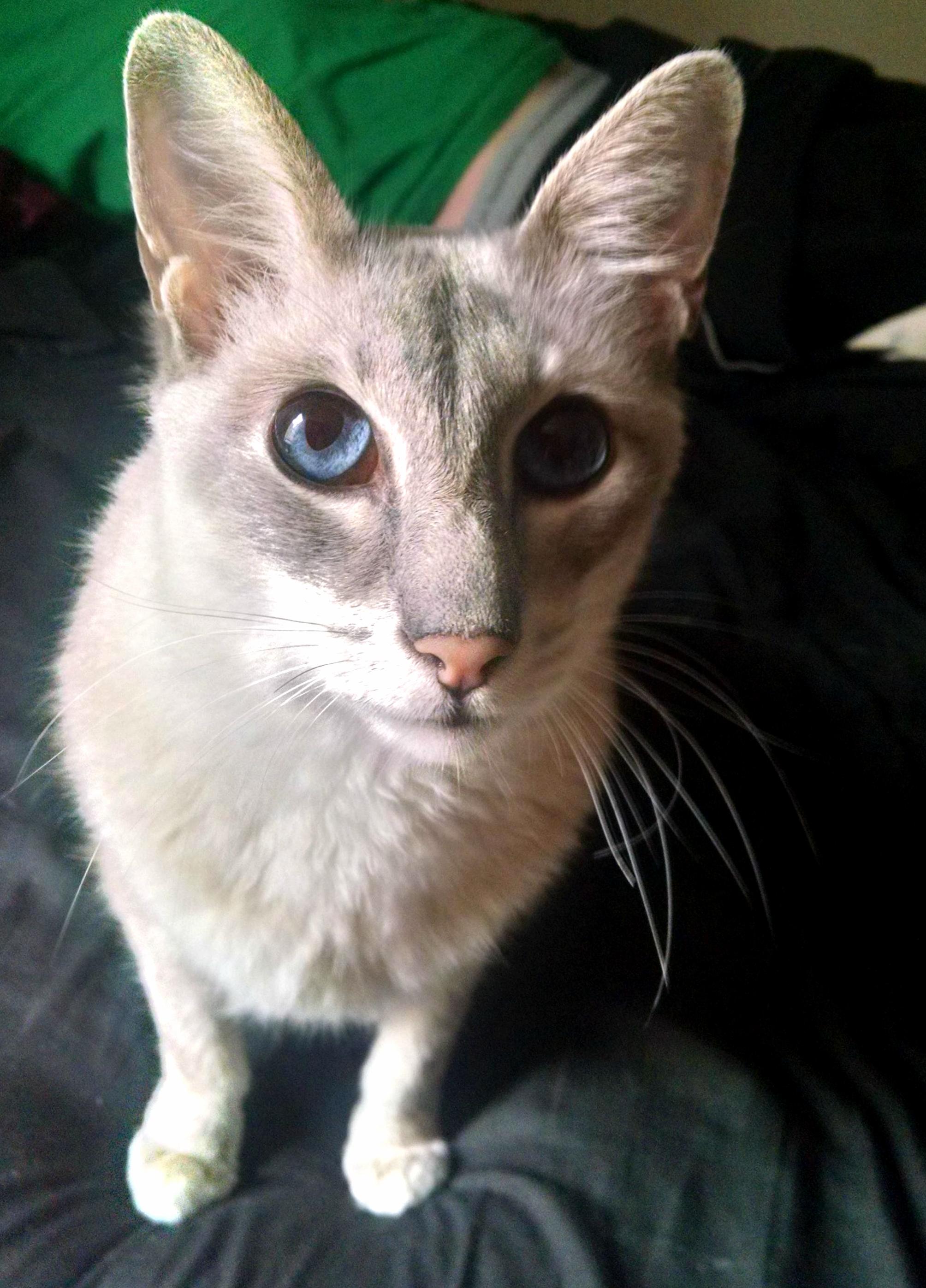 Hes All Ears.